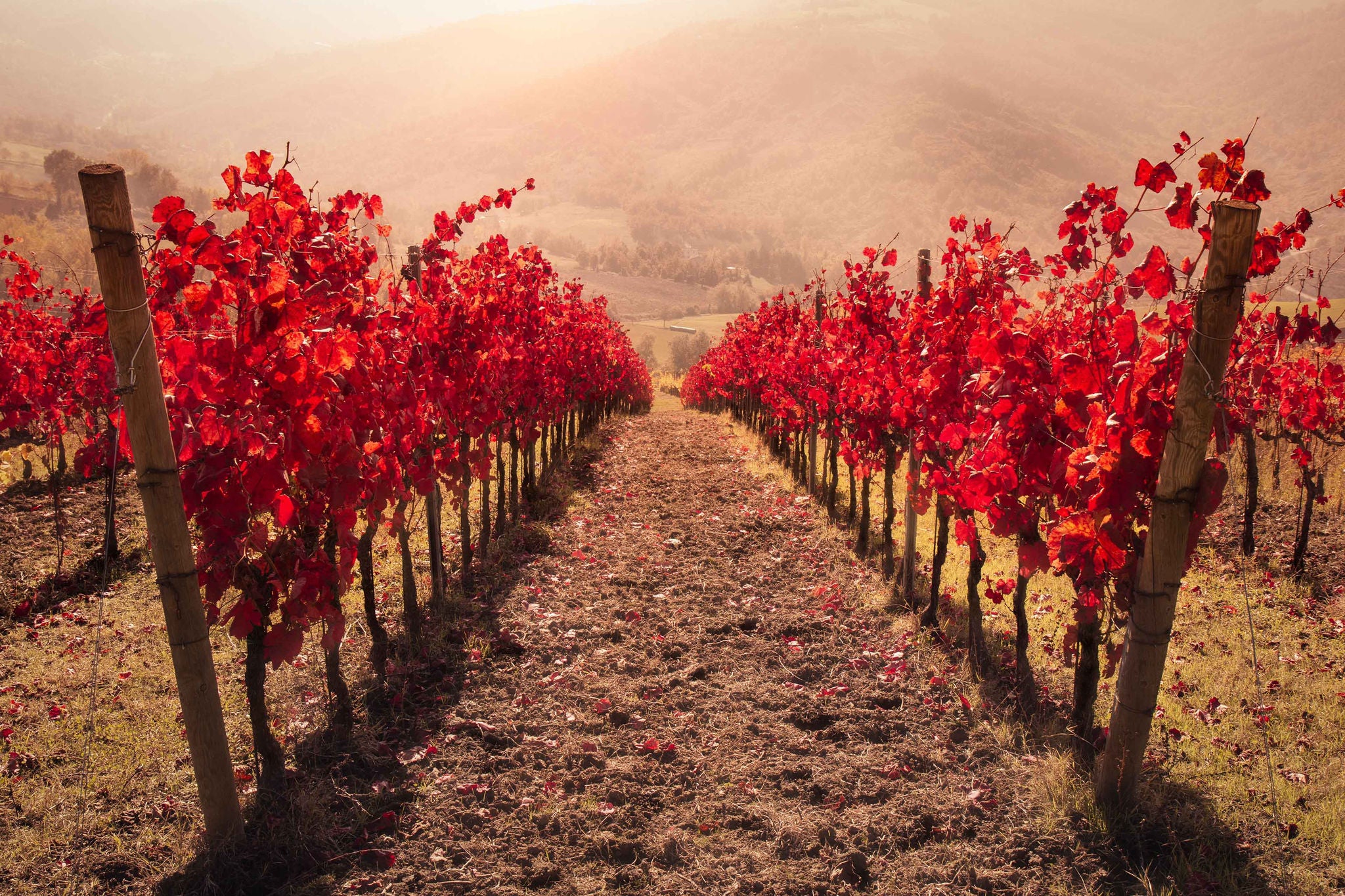 Red vineyard lines on a hazy day, Emilia Romagna, Italy, Europe